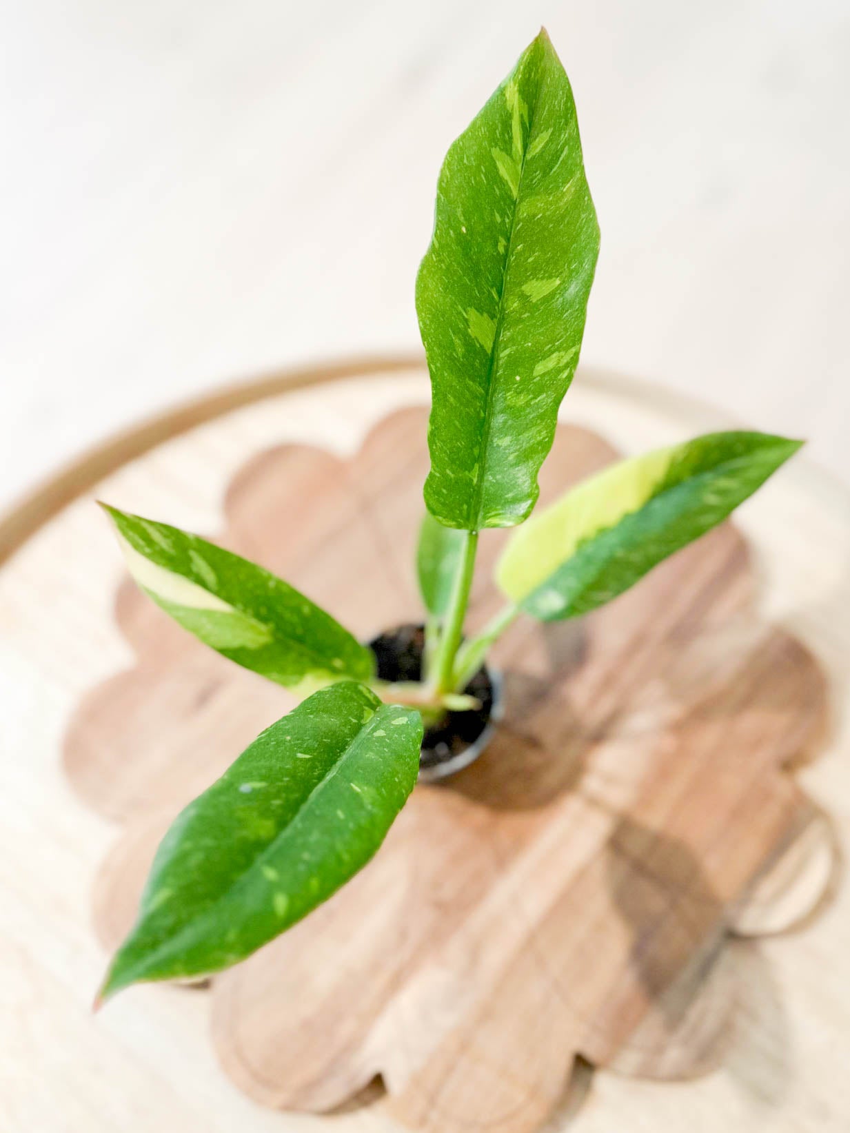 Philodendron RING OF FIRE