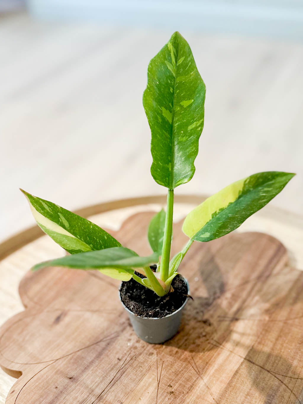 Philodendron RING OF FIRE