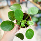 Pilea PEPEROMIOIDES