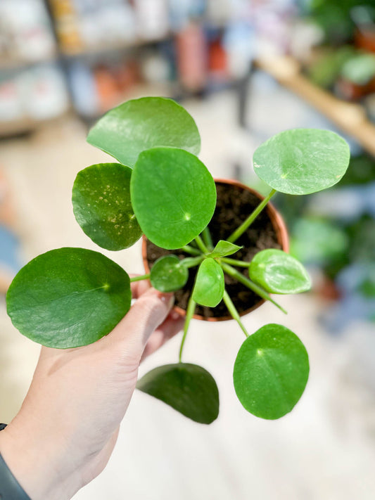 Pilea PEPEROMIOIDES