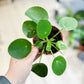 Pilea PEPEROMIOIDES