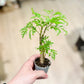 Polyscias FILICIFOLIA