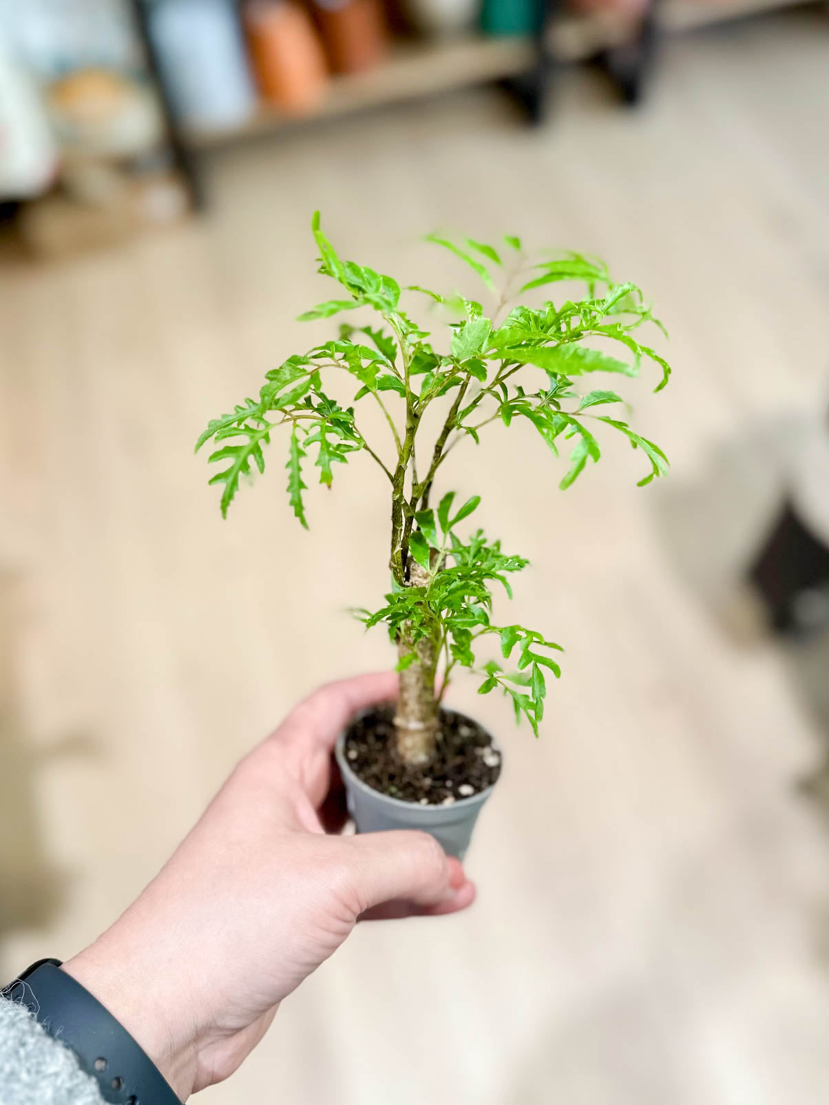 Polyscias FILICIFOLIA