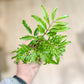 Polyscias FILICIFOLIA