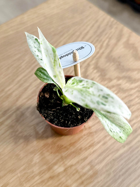 Rhaphidophora PUBERULA VARIEGATA