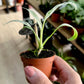 Rhaphidophora PUBERULA VARIEGATA