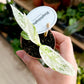 Rhaphidophora PUBERULA VARIEGATA