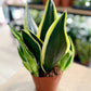 Sansevieria BLACK GOLD