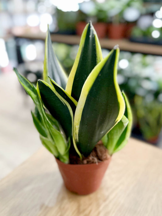 Sansevieria BLACK GOLD