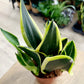 Sansevieria BLACK GOLD