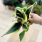 Sansevieria BLACK GOLD
