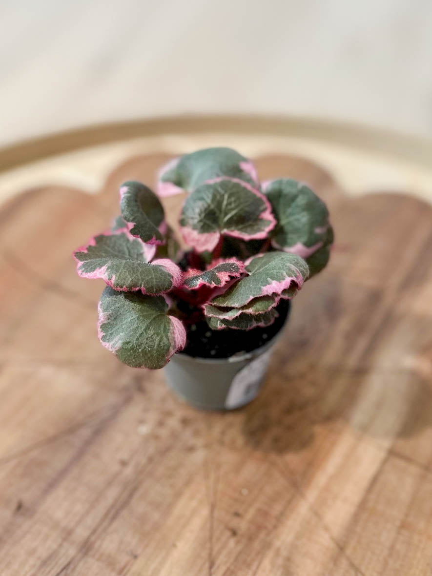 Saxifraga STOLONIFERA VARIEGATA
