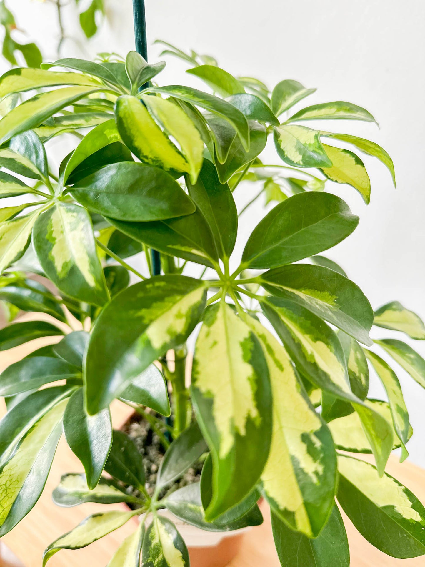 Schefflera GOLD