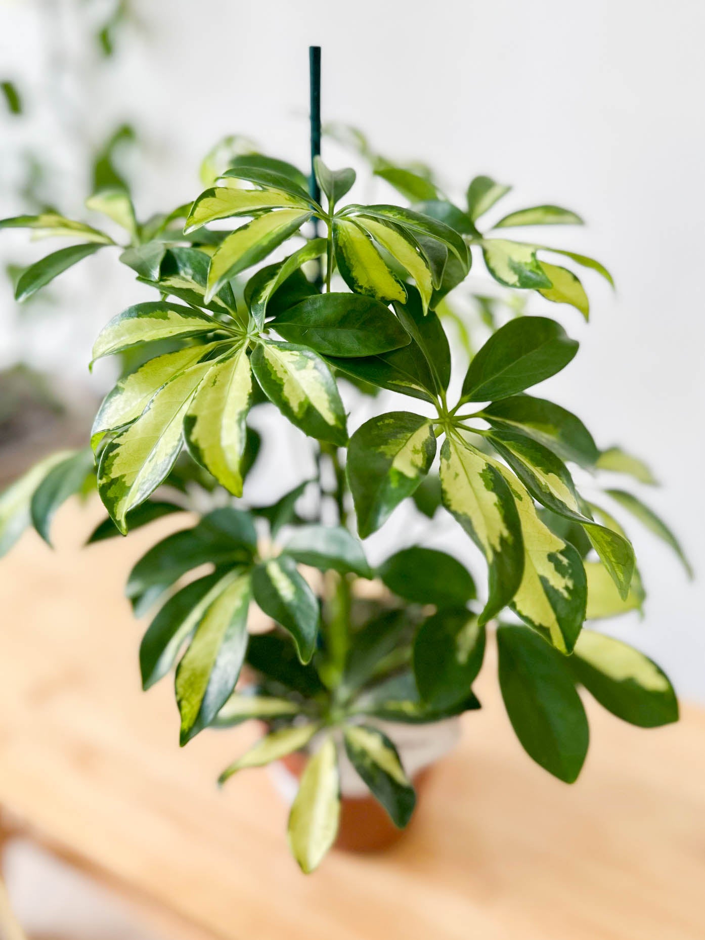 Schefflera GOLD