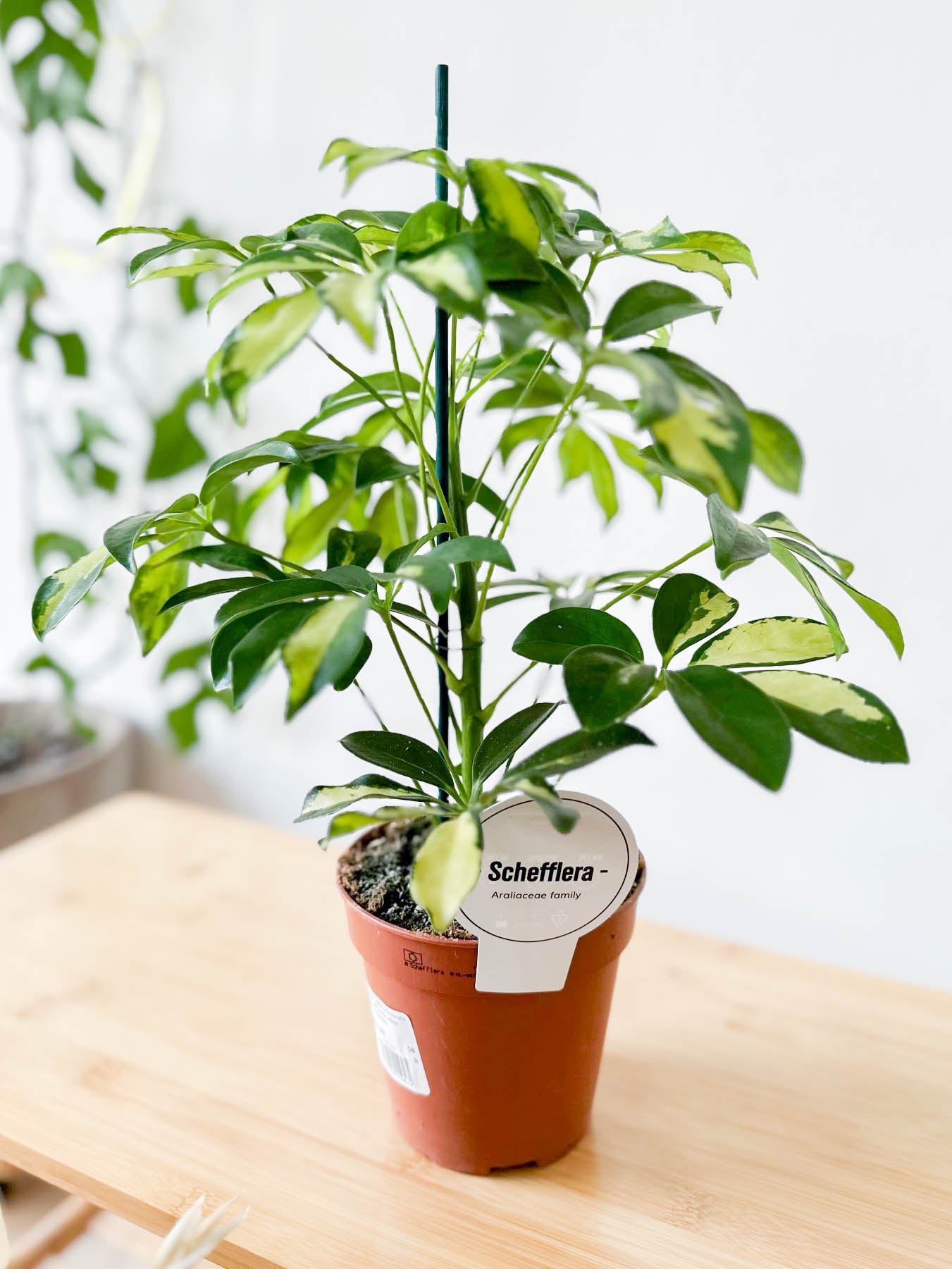 Schefflera GOLD