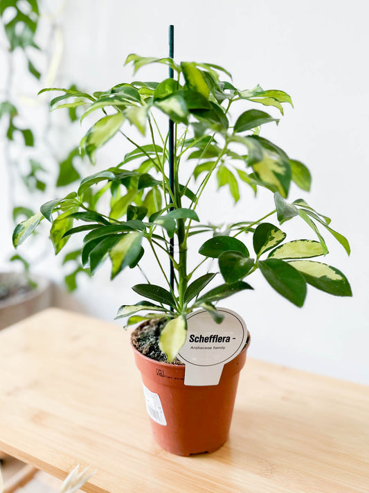 Schefflera GOLD