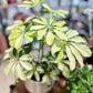 Schefflera MELANIE