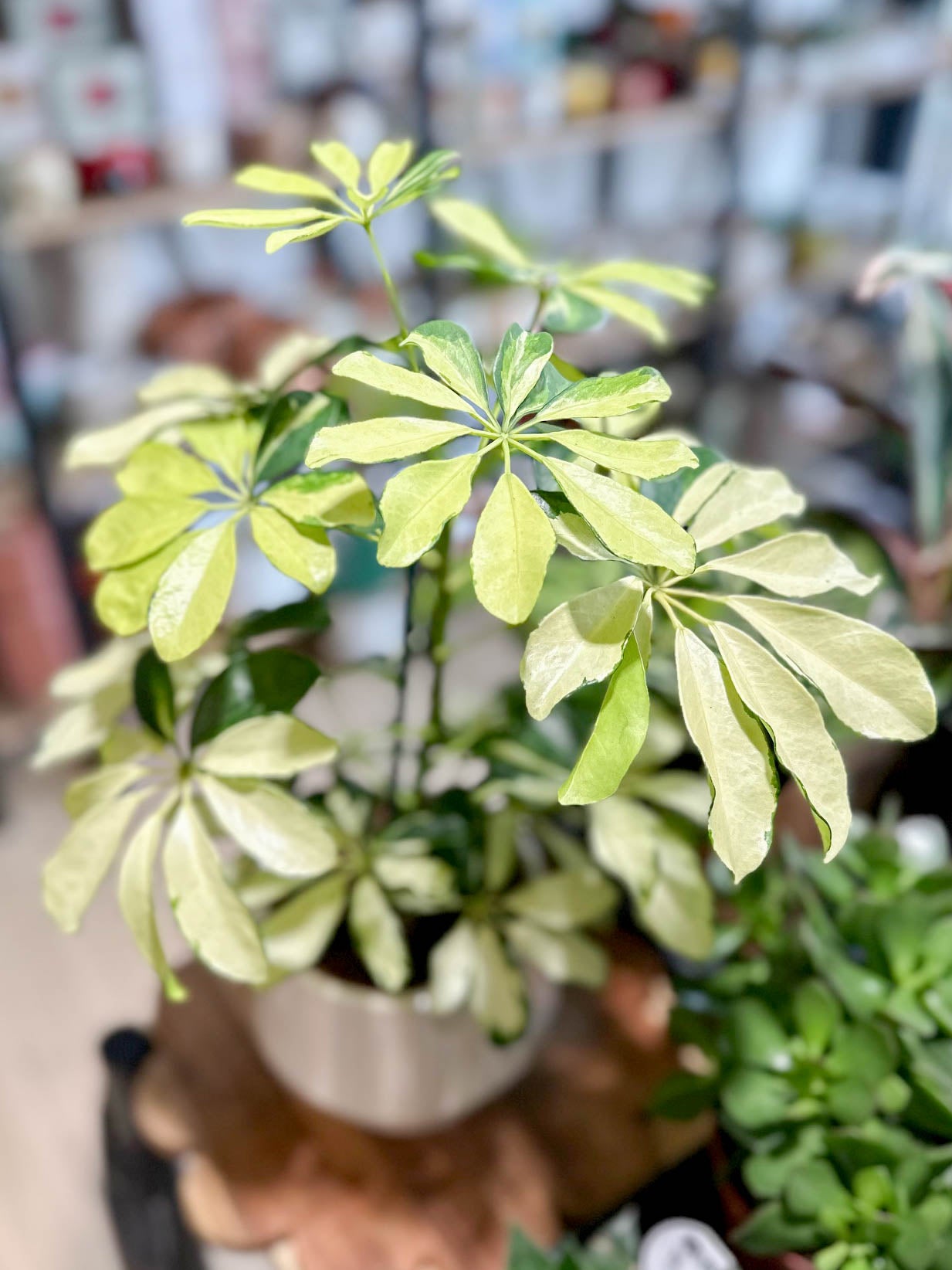 Schefflera MELANIE