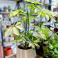 Schefflera MELANIE