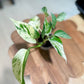 Scindapsus MARBLE QUEEN