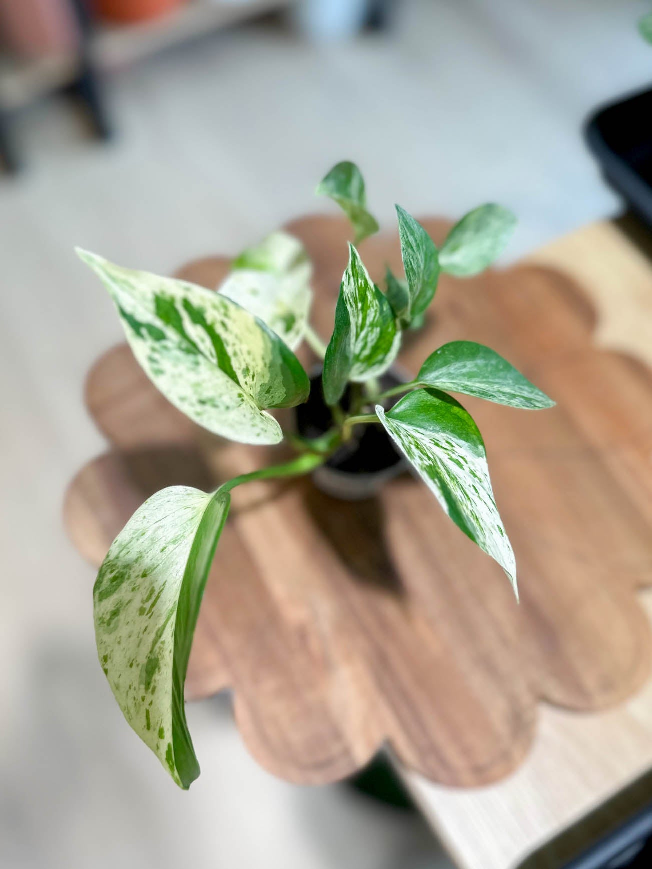 Scindapsus MARBLE QUEEN