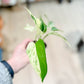 Scindapsus MARBLE QUEEN