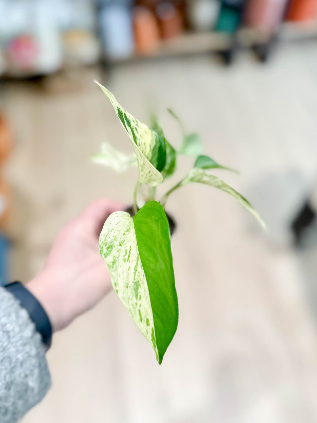 Scindapsus MARBLE QUEEN