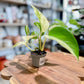 Scindapsus MARBLE QUEEN