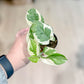 Scindapsus N'JOY