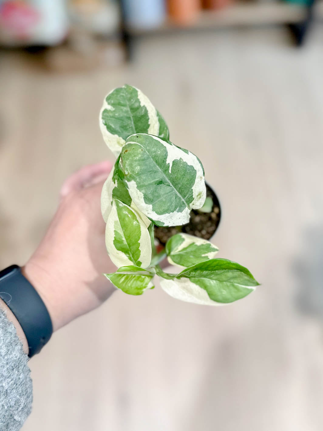 Scindapsus N'JOY