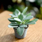 Senecio CEPHALOPHORUS