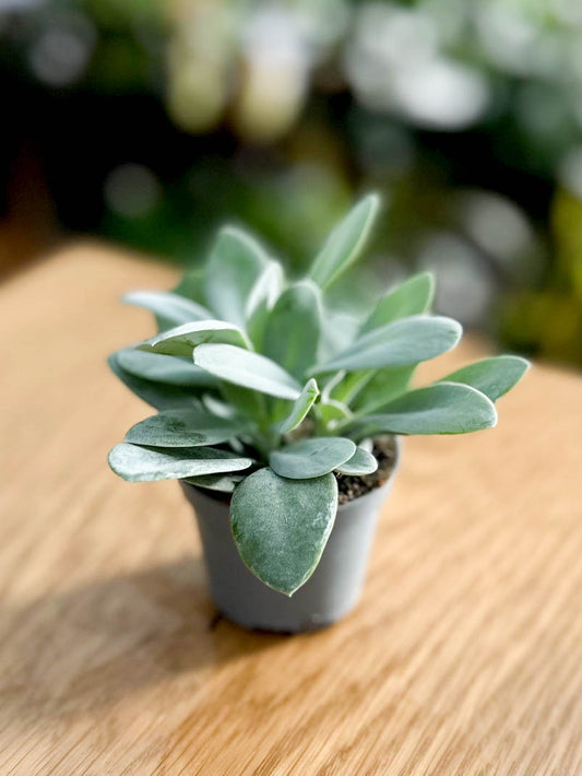 Senecio CEPHALOPHORUS