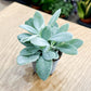 Senecio CEPHALOPHORUS