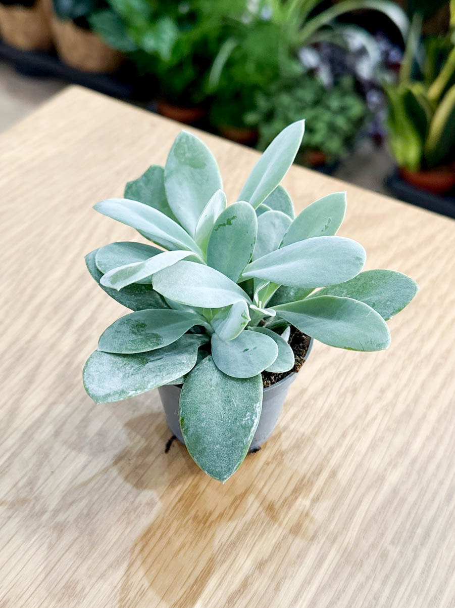 Senecio CEPHALOPHORUS
