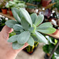 Senecio CEPHALOPHORUS