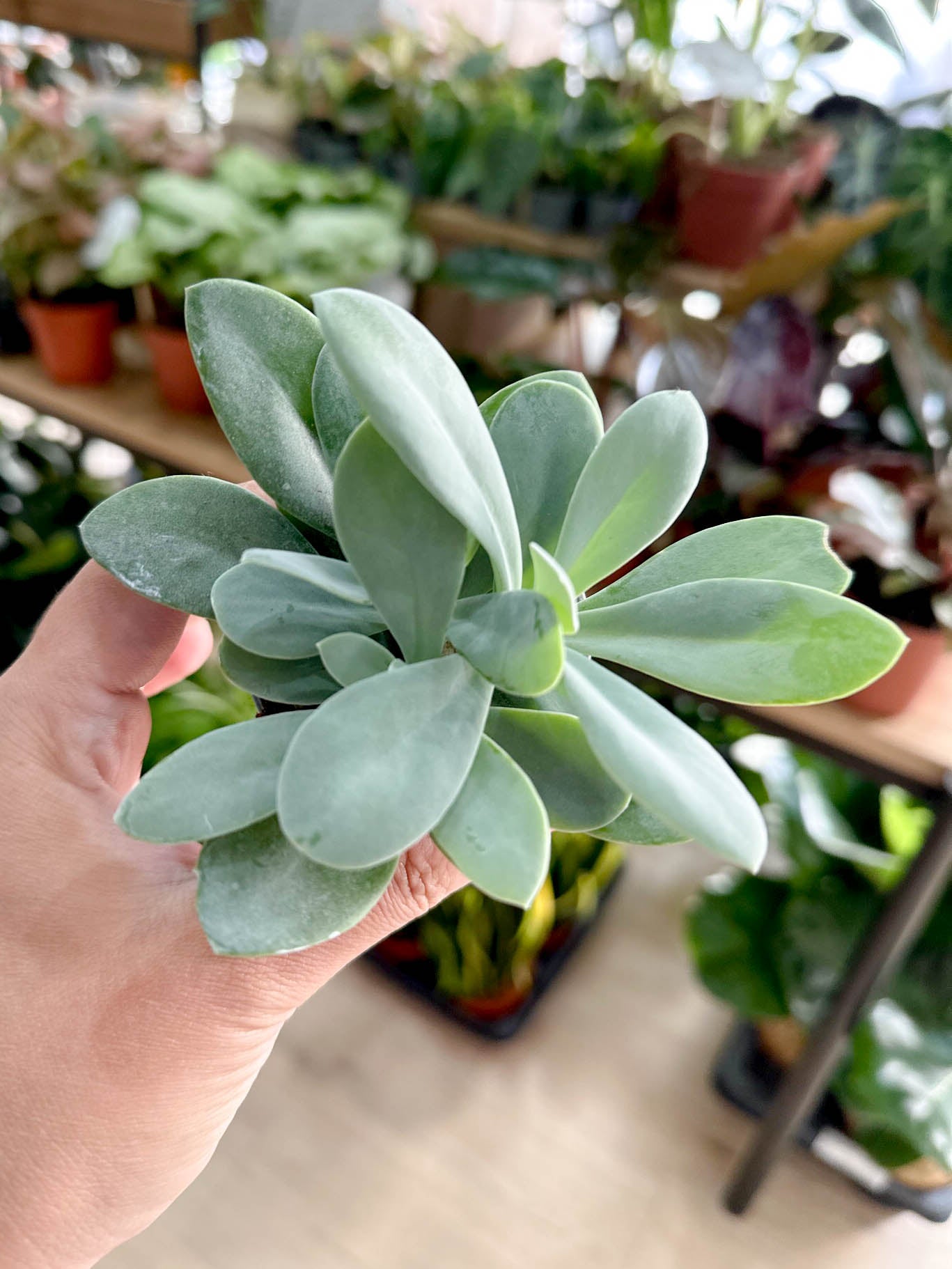 Senecio CEPHALOPHORUS