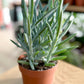 Senecio MOUNT EVEREST