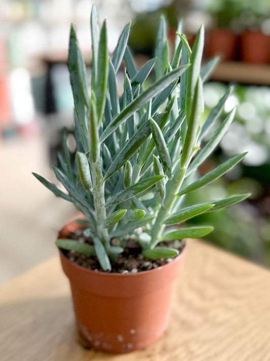 Senecio MOUNT EVEREST