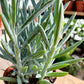 Senecio MOUNT EVEREST