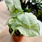 Syngonium CONFETTI