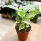 Syngonium CONFETTI