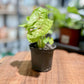 Syngonium GOLDEN