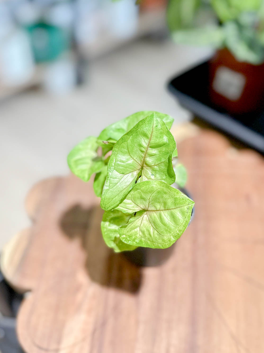 Syngonium GOLDEN