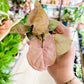 Syngonium NEON ROBUSTA (S)
