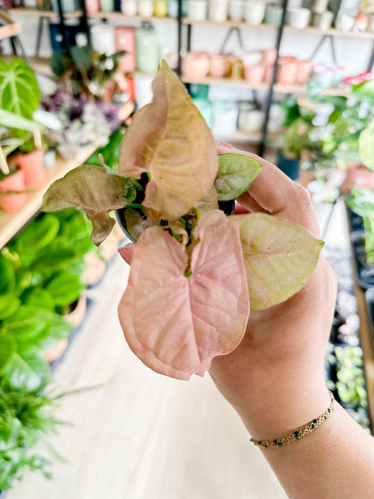 Syngonium NEON ROBUSTA (S)