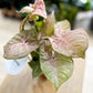 Syngonium NEON ROBUSTA