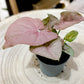 Syngonium NEON ROBUSTA (S)