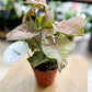 Syngonium NEON ROBUSTA