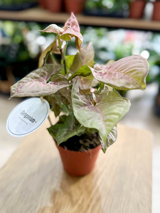 Syngonium NEON ROBUSTA