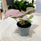 Syngonium NEON ROBUSTA (S)